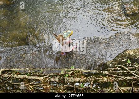 Une femme de Khasi marchant près du pont à deux étages, dans le village de Nongriat, dans l'État indien du nord-est de Meghalaya, le 19 avril 2021. Les ponts racines vivants, créés par les membres de la tribu Khasi qui les ont cultivés à partir d'arbres en caoutchouc, sont indigènes de la région. Le pont racine à deux étages est le plus célèbre près de Cherapunji. Banque D'Images