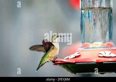 Colibri à chiné noir (Archilochus alexandri) femelle sur un mangeoire Banque D'Images