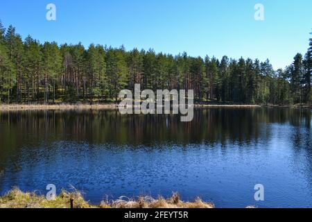 Vue sur un lac calme et magnifique en forêt par une journée d'été. Sur la rive, il y a des conifères et des feuillus qui se reflètent dans l'eau Banque D'Images