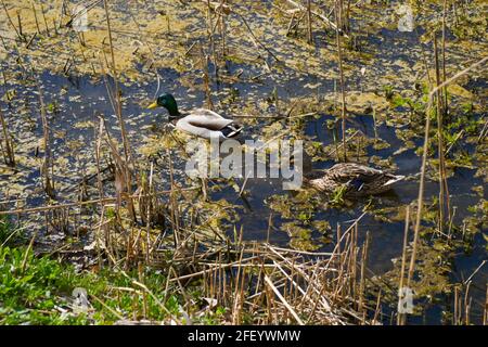 Canard colvert mâle et femelle nageant sur un étang avec de l'eau verte tout en cherchant de la nourriture. Photographie animale Banque D'Images