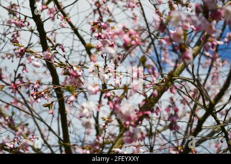 Belle fleur de cerise japonaise - Sakura. Arrière-plan avec des fleurs le jour du printemps. Photographie macro Banque D'Images