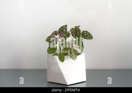 Polka point, aussi connu comme hypoestes phyllostachya a des feuilles vertes avec un peu de rose. Cette charmante maison est située dans une casserole. Banque D'Images