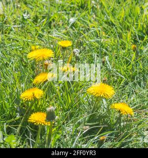 Pissenlit jaune printemps / Taraxacum officinale fleurs poussant dans l'herbe. Pissenlit autrefois utilisé dans les remèdes à base de plantes médicinales et également les feuilles comestibles. Banque D'Images