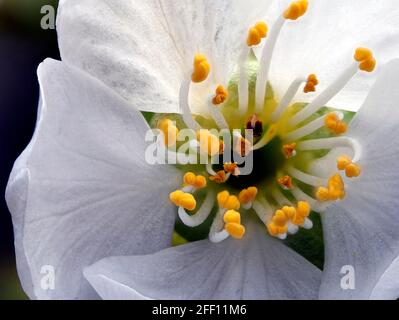 Gros plan de fleur de cerise sucrée, Prunus avium, avec des coupes de fleurs blanches et du pollen jaune, ultra macro Banque D'Images