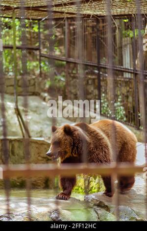 Grand ours brun près d'un étang au zoo La Russie de Yalta Banque D'Images