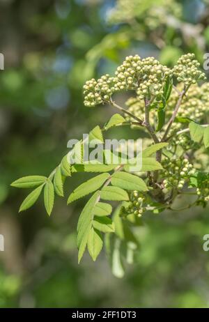 Fleurs et feuilles de Rowan, Ash de montagne / Sorbus aucuparia au soleil de printemps. Fruits utilisés dans la confiture de rowan / conserver et une fois dans la médecine de fines herbes Banque D'Images