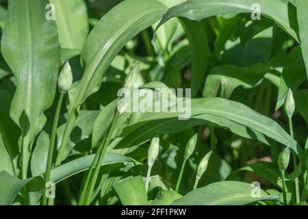 Boutons de fleurs vertes de l'ail sauvage appelé Ramsons / Allium ursinum. Un vert sauvage comestible et savoureux, autrefois utilisé comme plante médicinale. Banque D'Images