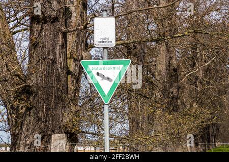 L'avenue des châtaignes douces (Castanea sativa P. MILL) de Schloss Dyck près de Grevenbroich en Rhénanie-du-Nord-Westphalie est, avec plus de 214 arbres plantés entre 1794 et 1811, la plus grande et probablement aussi la plus ancienne avenue des châtaignes douces encore existant dans toute l'Allemagne. L'entrée dans le monument naturel est dangereuse et interdite Banque D'Images