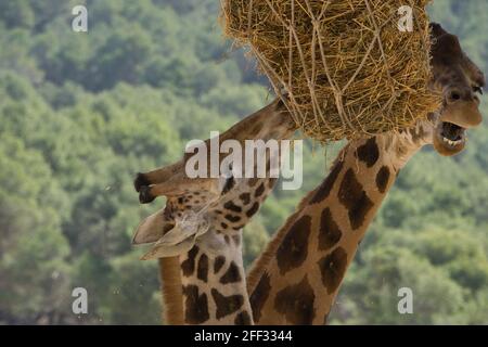 portrait d'une girafe dans le champ manger. animal Banque D'Images