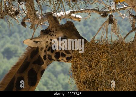 portrait d'une girafe dans le champ manger. animal Banque D'Images