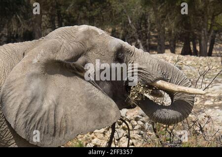 Portrait d'éléphant d'Afrique dans un parc naturel et réserve animale, situé dans la Sierra de Aitana, Alicante, Espagne. Vue Banque D'Images