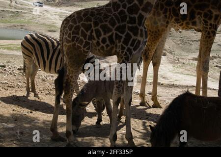 un zèbre et un âne mangeant de l'herbe entre les jambes d'une paire de girafes. animaux Banque D'Images