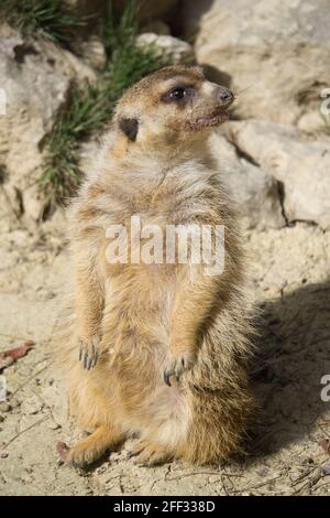 meerkat dans un parc naturel et réserve animale, situé dans la Sierra de Aitana, Alicante, Espagne. Portrait Banque D'Images