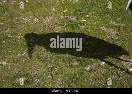 Observez un marabu dans un parc naturel et réserve animale, situé dans la Sierra de Aitana, Alicante, Espagne. Portrait Banque D'Images