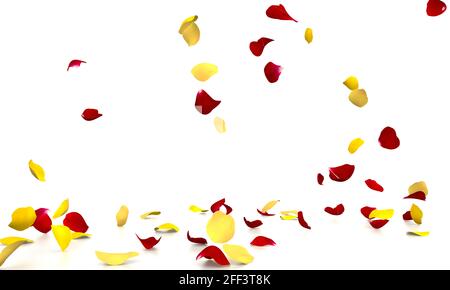 Les pétales de rose jaune et rouge tombent magnifiquement sur le sol blanc réfléchissant. Concept festif et floral Banque D'Images
