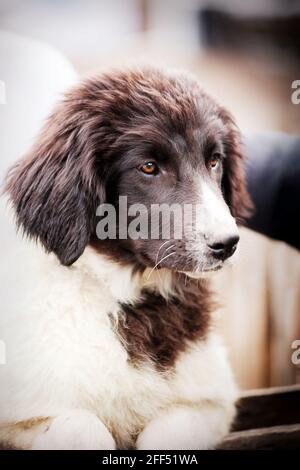 Portrait de chien de berger bulgare karakachan gros plan Banque D'Images