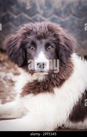 Portrait de chien de berger bulgare karakachan gros plan Banque D'Images