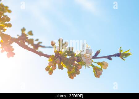 Fleurs blanches fleuries sur une branche d'une cerise douce au printemps, contre un ciel bleu par une journée ensoleillée. L'éveil de la nature. Banque D'Images