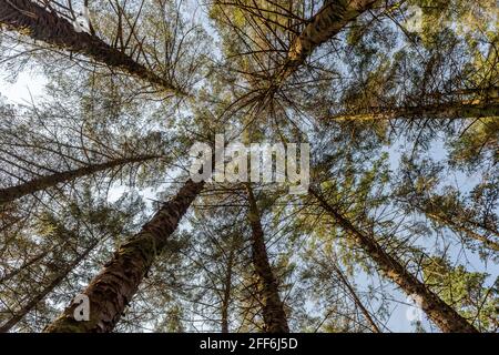 Arbres dans le parc forestier national de Gougane Barra, Ballingeary, Macroom, West Cork, Irlande. Banque D'Images