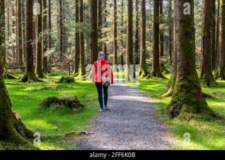 Une femme marche parmi les arbres dans le parc forestier national de Gougane Barra, Ballingeary, Macroom, West Cork, Irlande. Banque D'Images