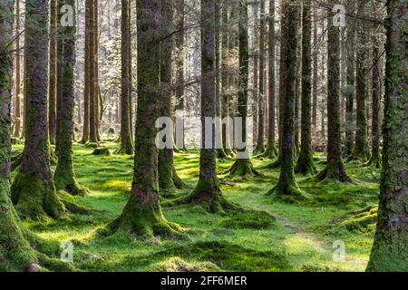 Arbres dans le parc forestier national de Gougane Barra, Ballingeary, Macroom, West Cork, Irlande. Banque D'Images