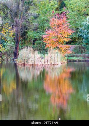 Lac forestier d'automne avec le reflet des arbres jaune et orange vif dans l'eau. Banque D'Images