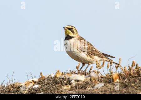 Larche à cornes ou larche de rivage, Eremophila alpestris, adulte unique debout sur la plage de galets, Norfolk, Angleterre, Royaume-Uni Banque D'Images