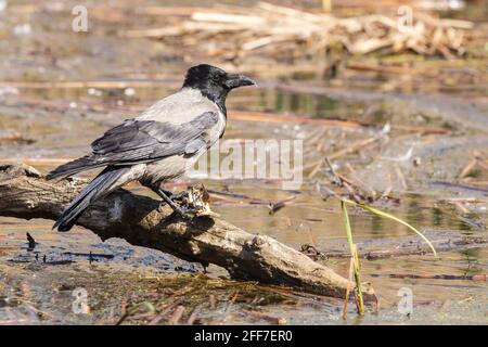 corbeau ou sweat à capuche à capuche, Corvus cornix, adulte célibataire perché au sol, Hortobagy, Hongrie Banque D'Images