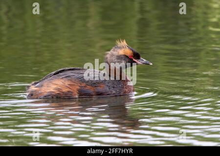 Corned grebe ou Slavonian grebe, adulte unique dans la reproduction plumage nage sur le lac, Islande Banque D'Images