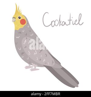 Perroquet Cockatier en style dessin animé sur fond blanc. Illustration vectorielle dessinée à la main. Nymphicus hollandicus parakeet. Illustration de Vecteur