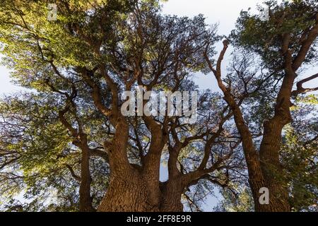 De grands cotonwoods et saules dominent les zones riveraines de l'Empire Ranch et de la zone nationale de conservation de Las Cienegas en Arizona, aux États-Unis Banque D'Images