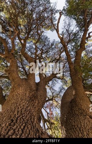 De grands cotonwoods et saules dominent les zones riveraines de l'Empire Ranch et de la zone nationale de conservation de Las Cienegas en Arizona, aux États-Unis Banque D'Images