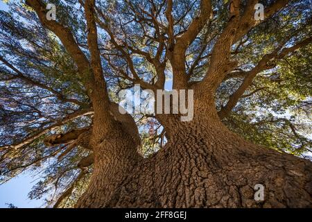 De grands cotonwoods et saules dominent les zones riveraines de l'Empire Ranch et de la zone nationale de conservation de Las Cienegas en Arizona, aux États-Unis Banque D'Images