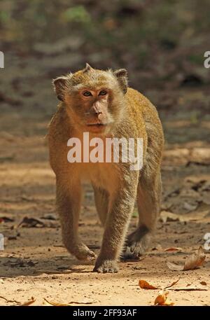 Macaque à queue longue (Macaca fascicularis) adulte mâle marchant sur la piste Angkor Wat, Siem Reap, Cambodge Janvier Banque D'Images