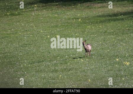 Cerf de Virginie sauvage sur un pré vert. Banque D'Images