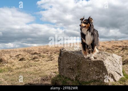 Sheltie sur un rocher Banque D'Images