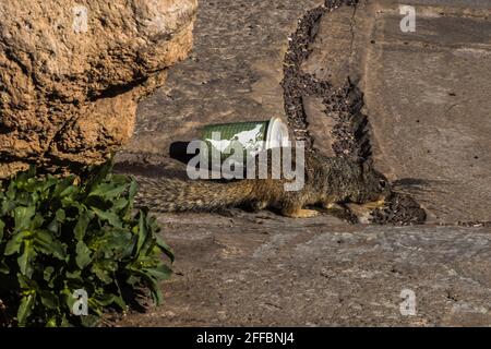 Rock Squirrel manger au bord du grand canyon Banque D'Images
