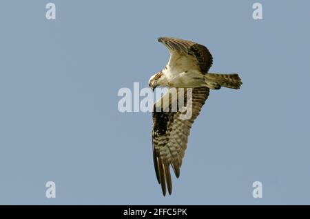 Osprey (Pandion haliatus) à la rivière Tarcoles, au Costa Rica Banque D'Images