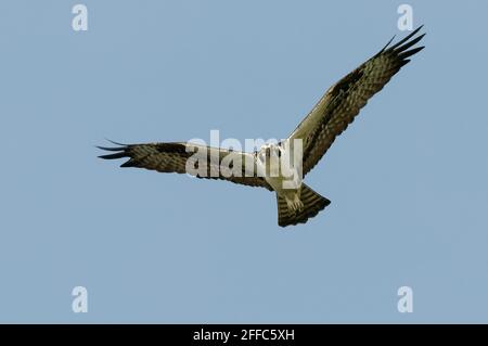 Osprey (Pandion haliatus) à la rivière Tarcoles, au Costa Rica Banque D'Images