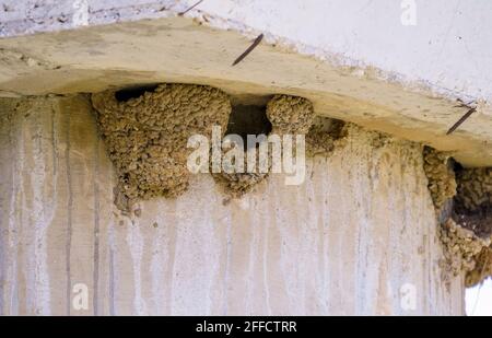 La maison commune martin, Delichon urbicum, niche contre un bâtiment. Espagne. Banque D'Images