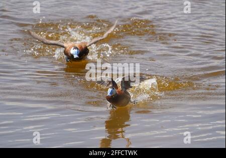 Canard à tête blanche (Oxyura leucocephala), mâles se poursuivant les uns les autres, en saison de reproduction. Réserve naturelle de Gudalhorce, Andalousie, Espagne, Banque D'Images