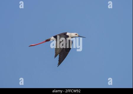 Pilotis à ailes noires en vol dans les zones humides de la réserve de Guadalhorce, Malaga, Espagne. Banque D'Images