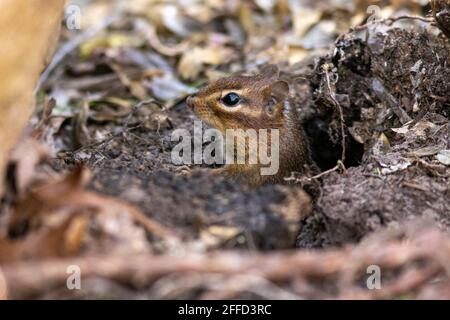 Chipmunk de l'est (Tamias striatus) peeking out of burrow - Brevard, Caroline du Nord, États-Unis Banque D'Images