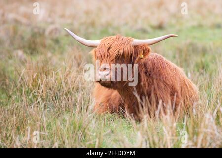 Vache des Highlands [ Bos taurus taureau ] assis dans la greneuse herbe Banque D'Images