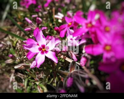 Cliché sélectif de fleurs de phlox subulata rose Banque D'Images