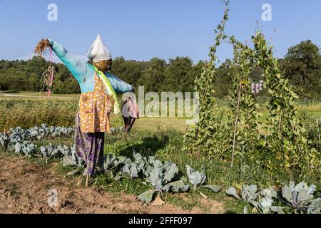 Scarecrow sur la parcelle végétale, Cernica, Slovénie Banque D'Images