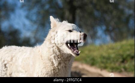 Le chien en colère blanc semble agressif avec des dents dangereuses Banque D'Images