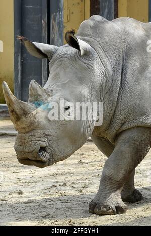 Rome, Latium. 21 avril 2021. Rhinocéros blanc le Bioparc de Rome, 17 hectares, 1000 animaux de 150 espèces, dont mammifères, reptiles, oiseaux et amphibiens dans un contexte botanique avec des centaines d'arbres. Rome (Italie), 23 avril 2021 Photographer01 crédit: Agence de photo indépendante/Alamy Live News Banque D'Images