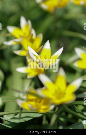 Image d'arrière-plan - tulipes en forme d'étoile jaune et blanc nain. Banque D'Images