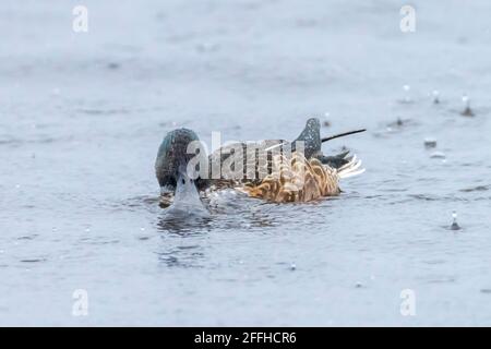 Gros plan d'un canard de la pelle, anas clypeata, qui fourrasse sur la surface bleue de l'eau par temps pluvieux. Banque D'Images